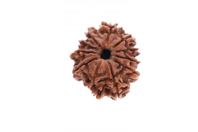 Natural 11 Mukhi Rudraksha -  2.58 Grams Weight - Origin - Nepal