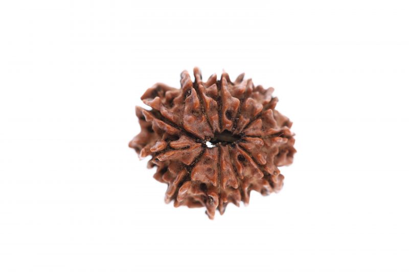 Natural 11 Mukhi Rudraksha -  2.58 Grams Weight - Origin - Nepal