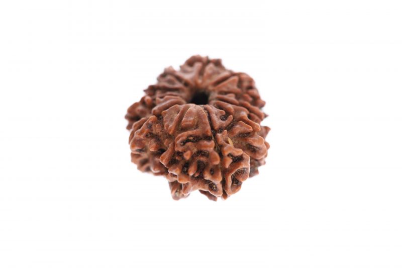 Natural 11 Mukhi Rudraksha -  2.58 Grams Weight - Origin - Nepal