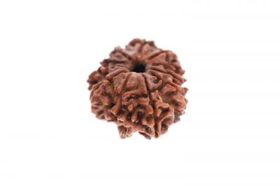Natural 11 Mukhi Rudraksha -  2.58 Grams Weight - Origin - Nepal