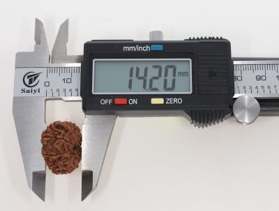 Natural 11 Mukhi Rudraksha -  2.58 Grams Weight - Origin - Nepal