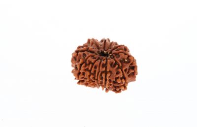 Natural 11 Mukhi Rudraksha - 2.92 Grams Weight - Origin - Nepal