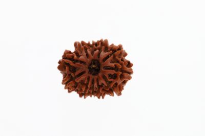 Natural 11 Mukhi Rudraksha - 2.92 Grams Weight - Origin - Nepal