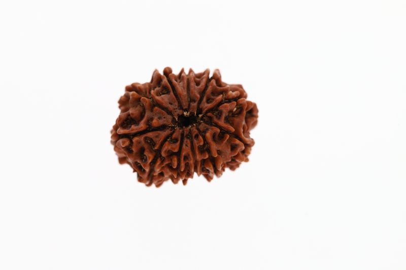 Natural 11 Mukhi Rudraksha - 2.92 Grams Weight - Origin - Nepal