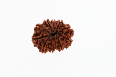 Natural 11 Mukhi Rudraksha - 2.92 Grams Weight - Origin - Nepal