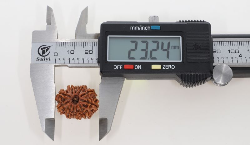 Natural 11 Mukhi Rudraksha - 2.92 Grams Weight - Origin - Nepal