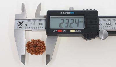 Natural 11 Mukhi Rudraksha - 2.92 Grams Weight - Origin - Nepal
