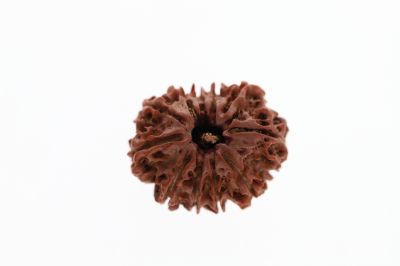 Natural 11 Mukhi Rudraksha -2.70 Grams Weight - Origin - Nepal