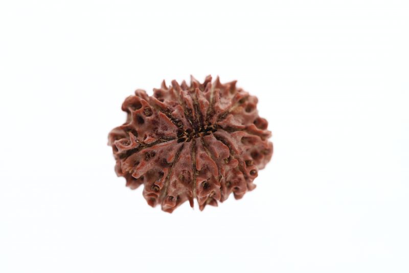 Natural 11 Mukhi Rudraksha -2.70 Grams Weight - Origin - Nepal