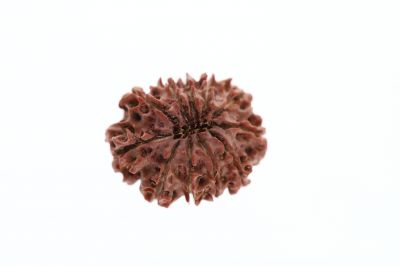 Natural 11 Mukhi Rudraksha -2.70 Grams Weight - Origin - Nepal