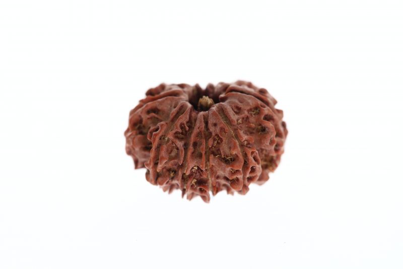 Natural 11 Mukhi Rudraksha -2.70 Grams Weight - Origin - Nepal