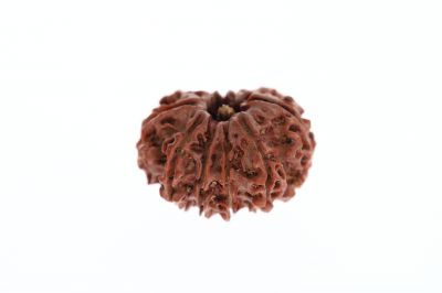 Natural 11 Mukhi Rudraksha -2.70 Grams Weight - Origin - Nepal