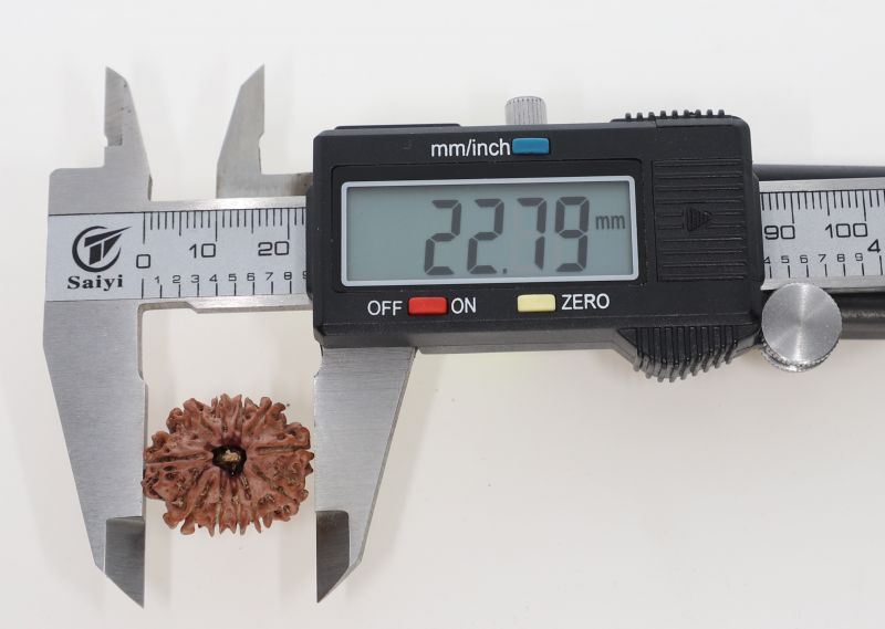 Natural 11 Mukhi Rudraksha -2.70 Grams Weight - Origin - Nepal