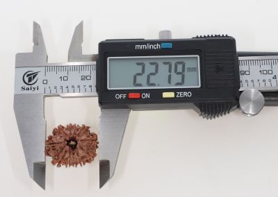 Natural 11 Mukhi Rudraksha -2.70 Grams Weight - Origin - Nepal