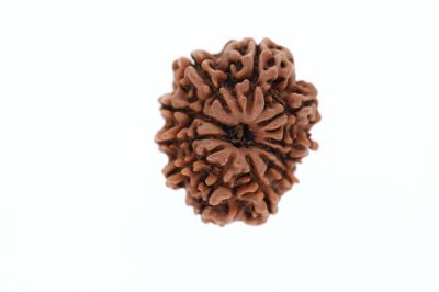 Natural 11 Mukhi Rudraksha -4.06 Grams Weight - Origin - Nepal