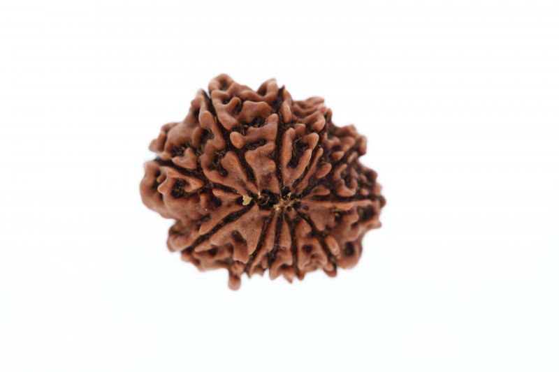 Natural 11 Mukhi Rudraksha -4.06 Grams Weight - Origin - Nepal