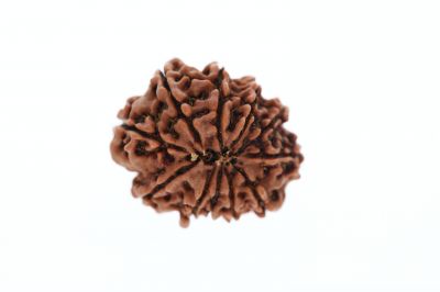 Natural 11 Mukhi Rudraksha -4.06 Grams Weight - Origin - Nepal