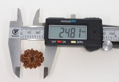 Natural 11 Mukhi Rudraksha -4.06 Grams Weight - Origin - Nepal