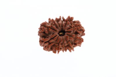 Natural 11 Mukhi Rudraksha -2.96 Grams Weight - Origin - Nepal
