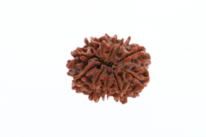 Natural 11 Mukhi Rudraksha -2.96 Grams Weight - Origin - Nepal