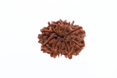Natural 11 Mukhi Rudraksha -2.96 Grams Weight - Origin - Nepal