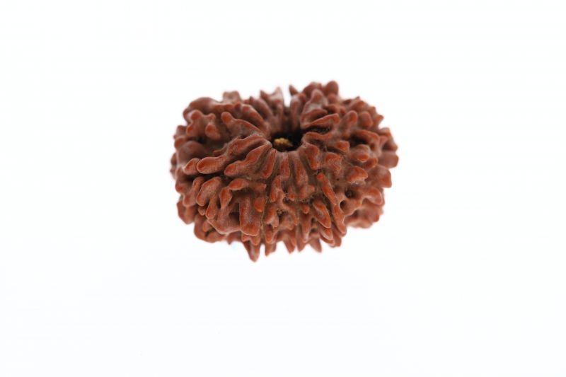 Natural 11 Mukhi Rudraksha -2.96 Grams Weight - Origin - Nepal
