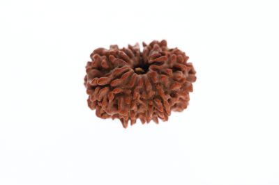 Natural 11 Mukhi Rudraksha -2.96 Grams Weight - Origin - Nepal