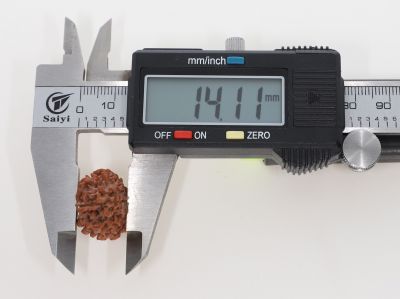 Natural 11 Mukhi Rudraksha -2.96 Grams Weight - Origin - Nepal