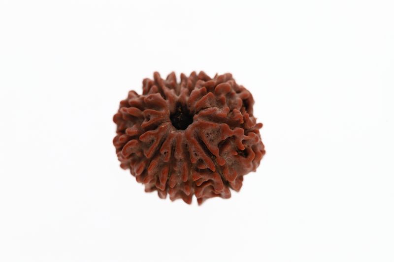 Natural 11 Mukhi Rudraksha - 3.42 Grams ( 16.10X22.55MM )  Weight - Origin - Nepal