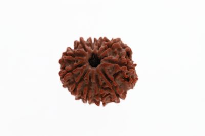 Natural 11 Mukhi Rudraksha - 3.42 Grams ( 16.10X22.55MM )  Weight - Origin - Nepal