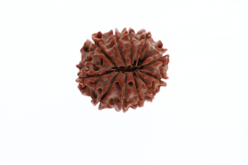 Natural 11 Mukhi Rudraksha - 3.42 Grams ( 16.10X22.55MM )  Weight - Origin - Nepal