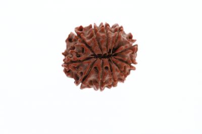 Natural 11 Mukhi Rudraksha - 3.42 Grams ( 16.10X22.55MM )  Weight - Origin - Nepal