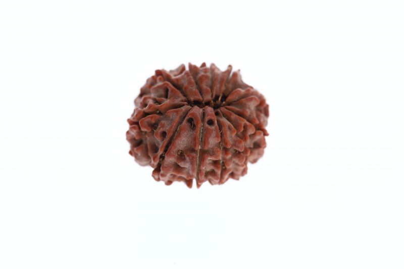 Natural 11 Mukhi Rudraksha - 3.42 Grams ( 16.10X22.55MM )  Weight - Origin - Nepal