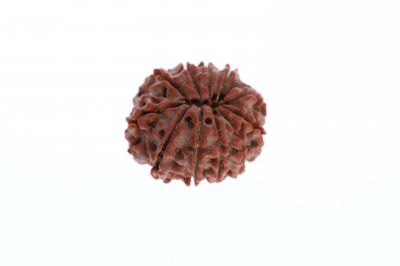 Natural 11 Mukhi Rudraksha - 3.42 Grams ( 16.10X22.55MM )  Weight - Origin - Nepal