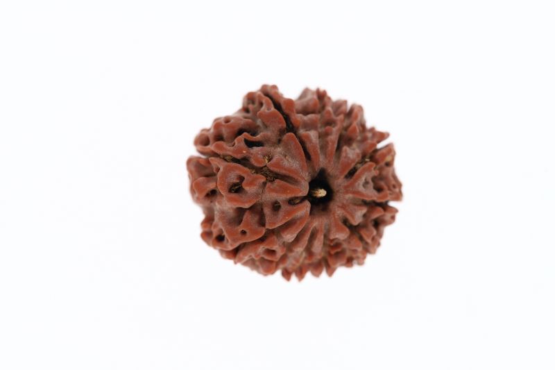 Natural 11 Mukhi Rudraksha - 3.42 Grams  Weight - Origin - Nepal