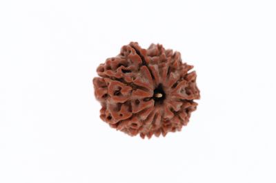 Natural 11 Mukhi Rudraksha - 3.42 Grams  Weight - Origin - Nepal