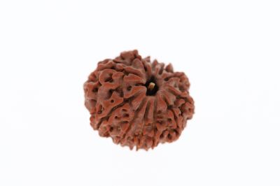 Natural 11 Mukhi Rudraksha - 3.42 Grams  Weight - Origin - Nepal