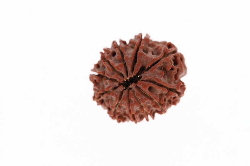 Natural 11 Mukhi Rudraksha - 3.42 Grams  Weight - Origin - Nepal