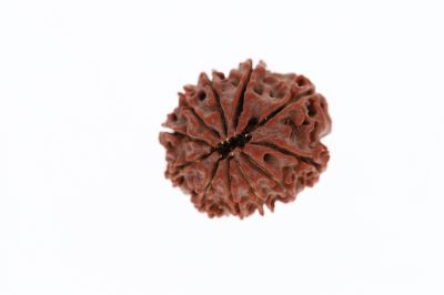 Natural 11 Mukhi Rudraksha - 3.42 Grams  Weight - Origin - Nepal