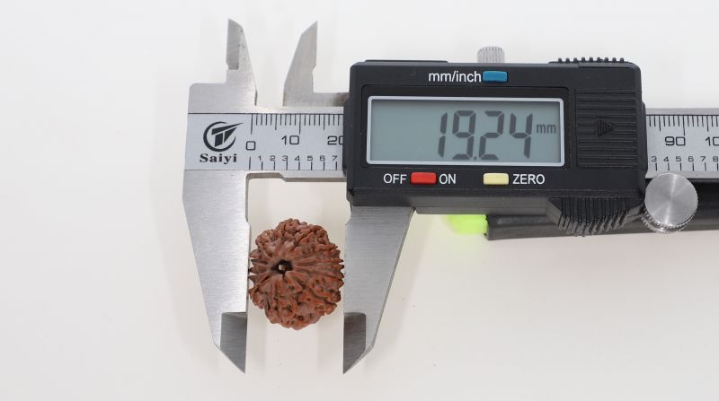 Natural 11 Mukhi Rudraksha - 3.42 Grams  Weight - Origin - Nepal