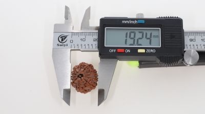 Natural 11 Mukhi Rudraksha - 3.42 Grams  Weight - Origin - Nepal