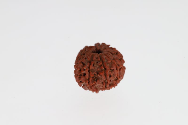 Natural 11 Mukhi Rudraksha - 3.48 Grams Weight - Origin - Nepal