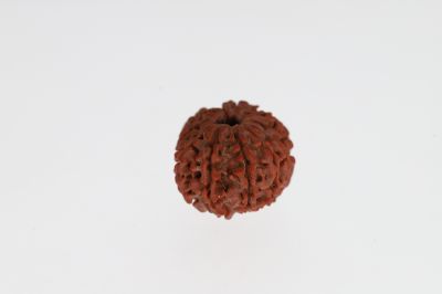 Natural 11 Mukhi Rudraksha - 3.48 Grams Weight - Origin - Nepal