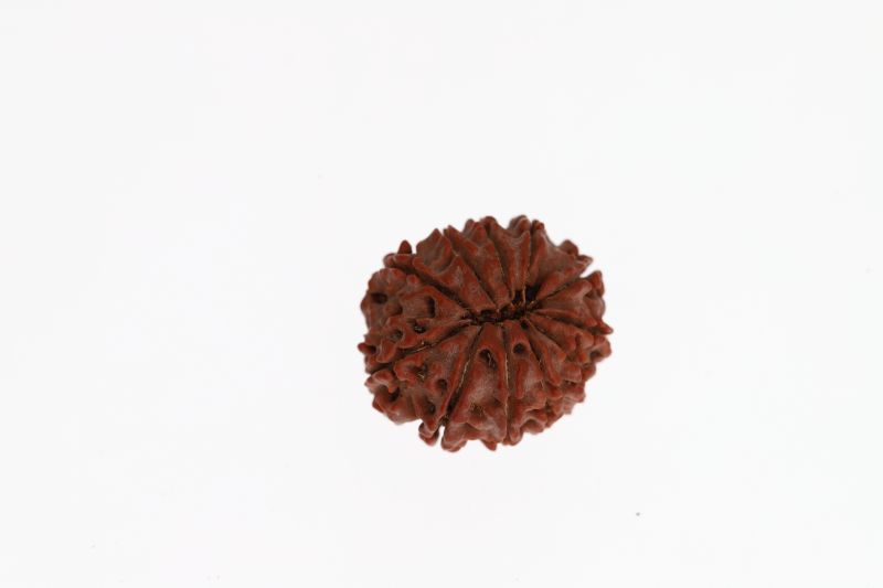 Natural 11 Mukhi Rudraksha - 3.48 Grams Weight - Origin - Nepal