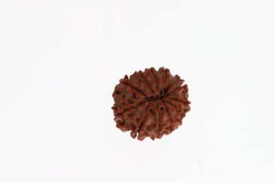 Natural 11 Mukhi Rudraksha - 3.48 Grams Weight - Origin - Nepal