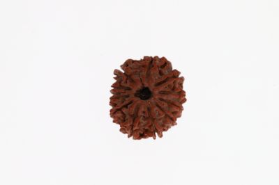 Natural 11 Mukhi Rudraksha - 3.48 Grams Weight - Origin - Nepal