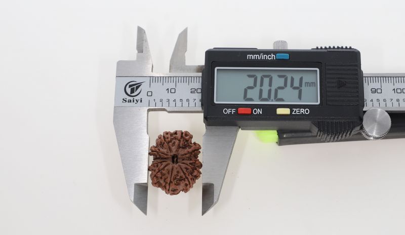 Natural 11 Mukhi Rudraksha - 3.48 Grams Weight - Origin - Nepal