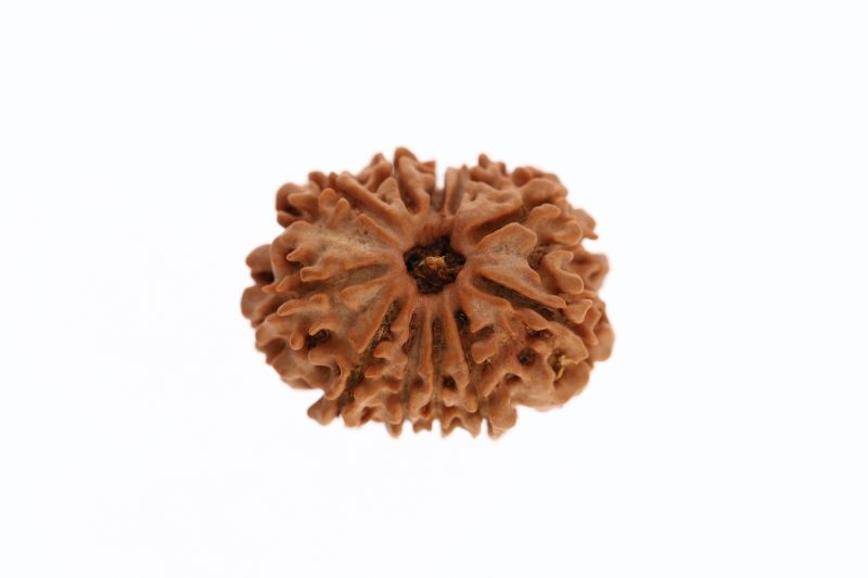 Natural 11 Mukhi Rudraksha -2.73 Grams Weight - Origin - Nepal