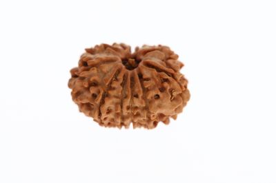 Natural 11 Mukhi Rudraksha -2.73 Grams Weight - Origin - Nepal