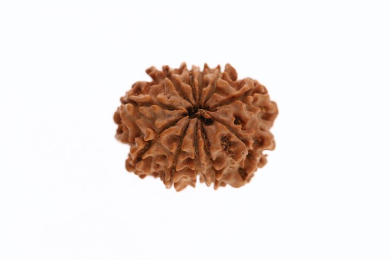 Natural 11 Mukhi Rudraksha -2.73 Grams Weight - Origin - Nepal